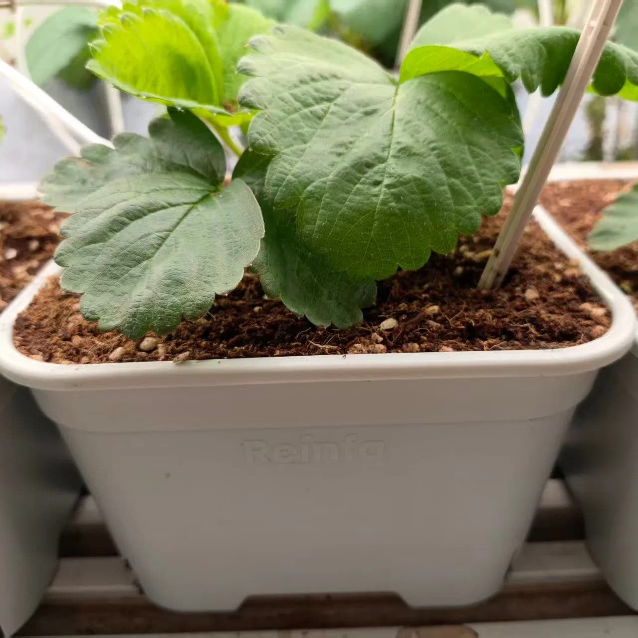 4L Square Reinfa Strawberry Root Control Pot, Modular Hydroponic Growing System